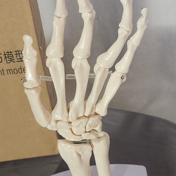 Human Hand Articulated Joint Model on Base - Picture 6 of 16